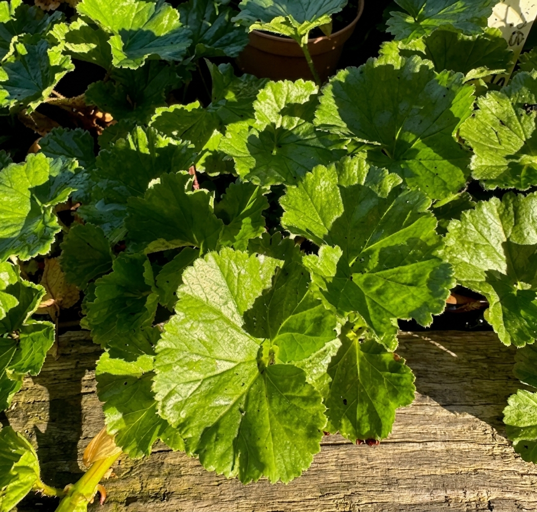 Gunnera magellanica